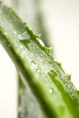 Vorschau des Gutschein-Designs 